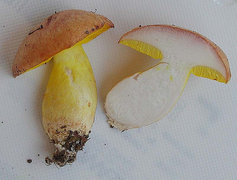 Funghi poco comuni:-  Aureoboletus gentilis